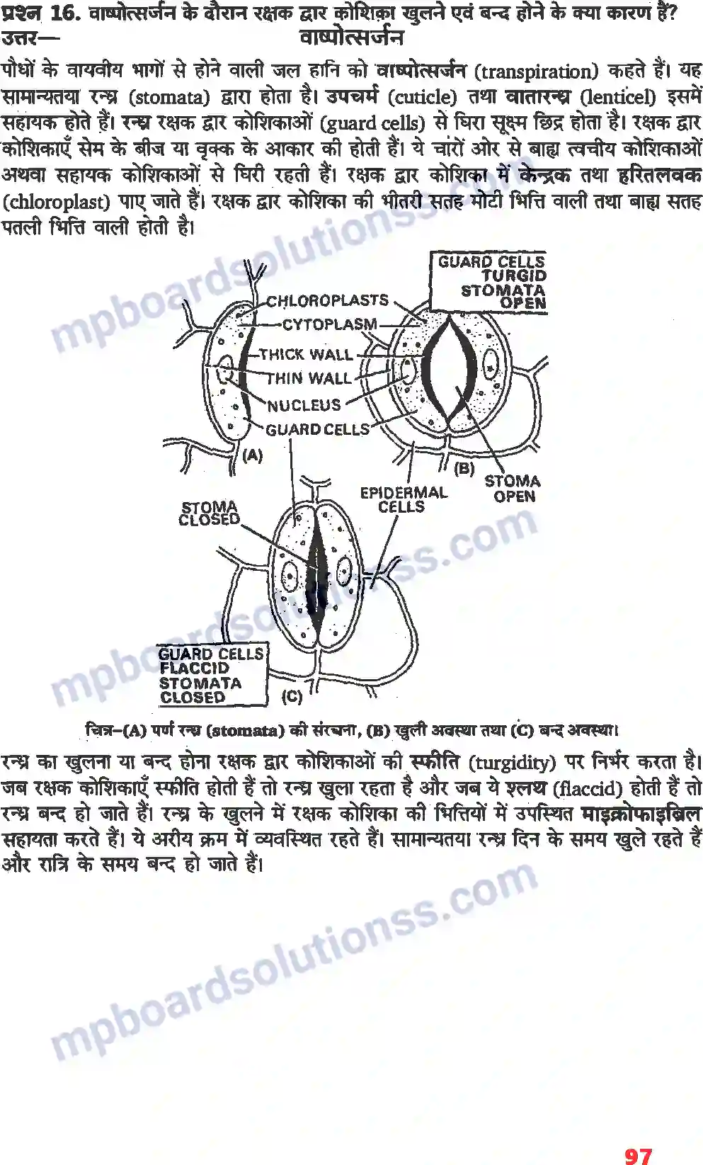 MP Board Book for Class 11 Biology पौधों में परिवहन Image 10