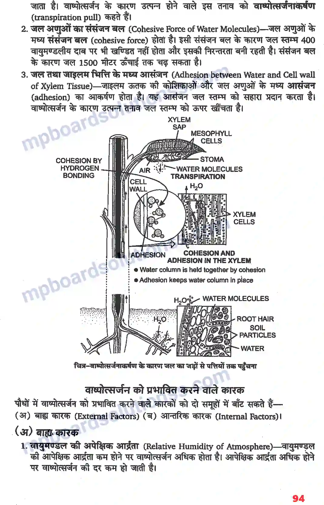 MP Board Book for Class 11 Biology पौधों में परिवहन Image 7