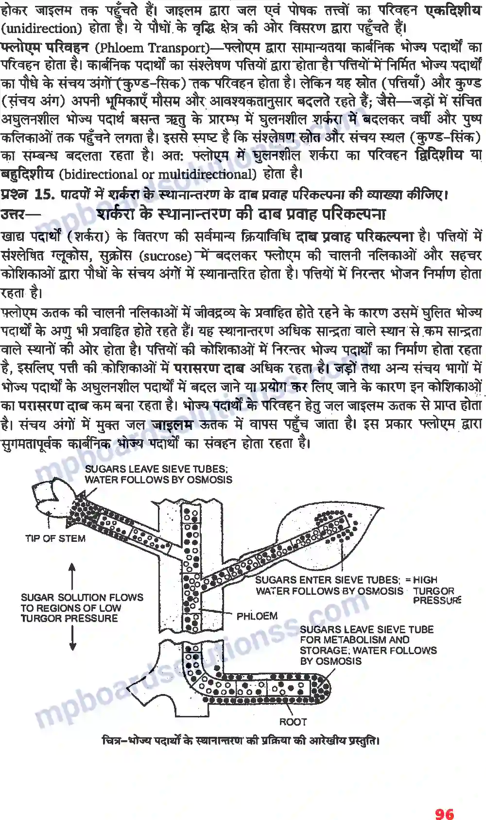 MP Board Book for Class 11 Biology पौधों में परिवहन Image 9