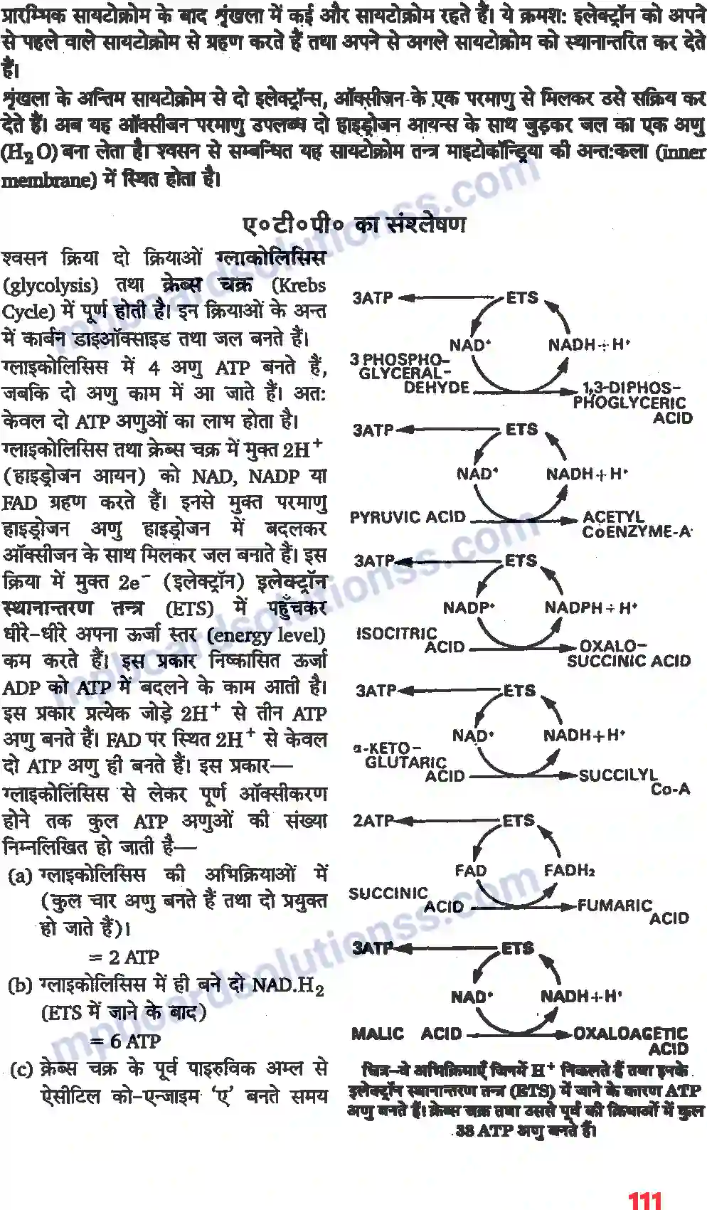 MP Board Book for Class 11 Biology पादप में स्वशन Image 5