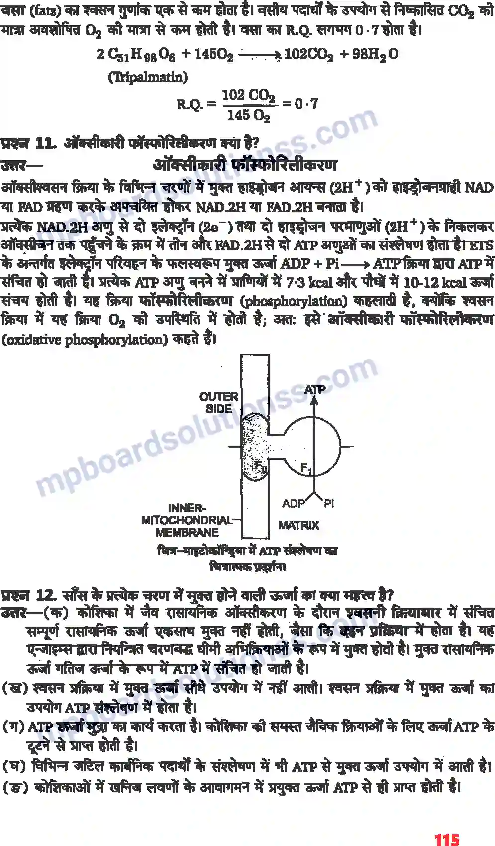 MP Board Book for Class 11 Biology पादप में स्वशन Image 9