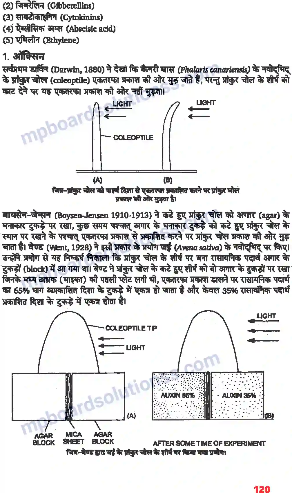 MP Board Book for Class 11 Biology पादप वृद्धि एवं परिवर्धन Image 5