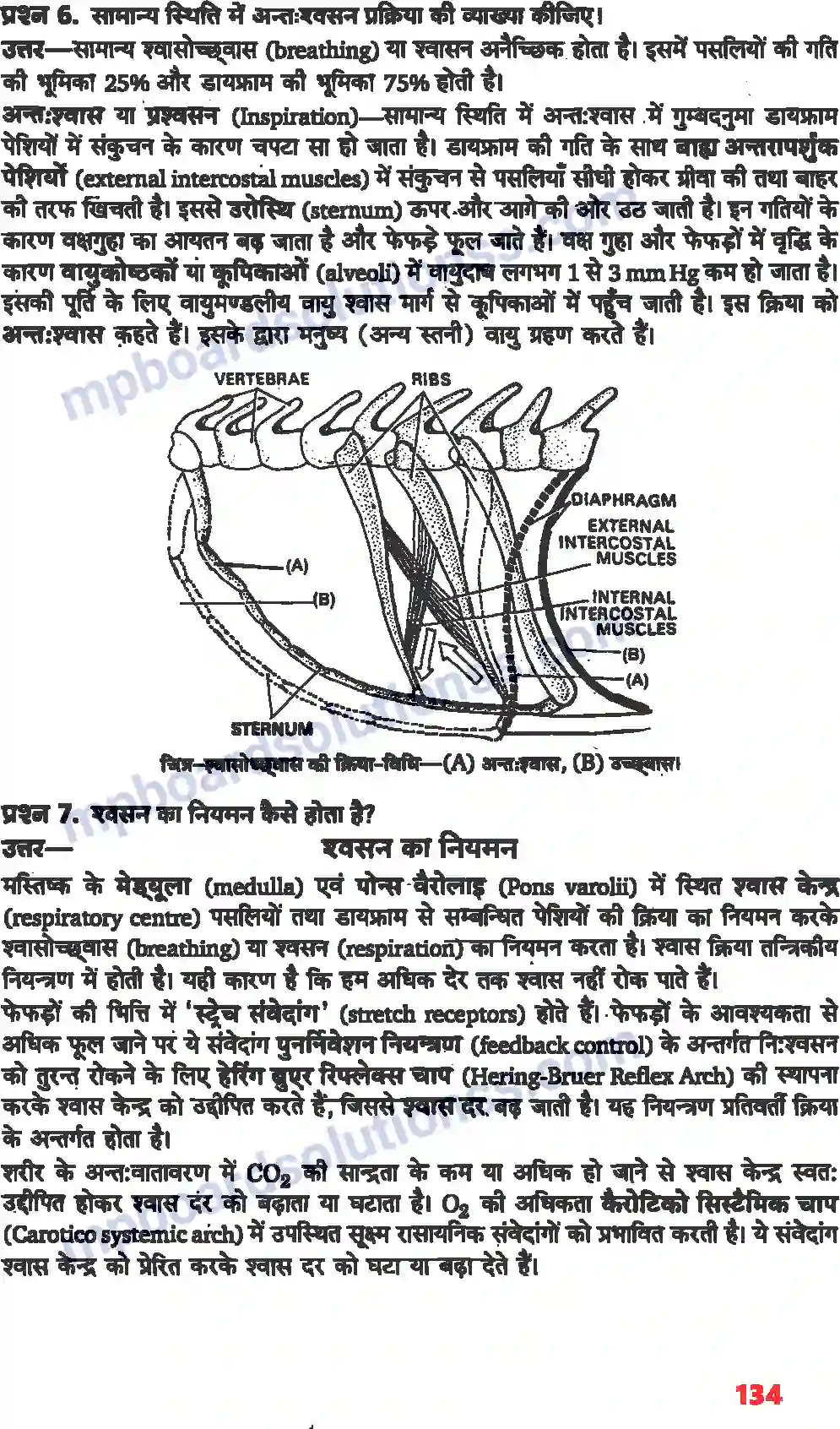 MP Board Book for Class 11 Biology श्वसन और गैसों का विनिमय Image 4