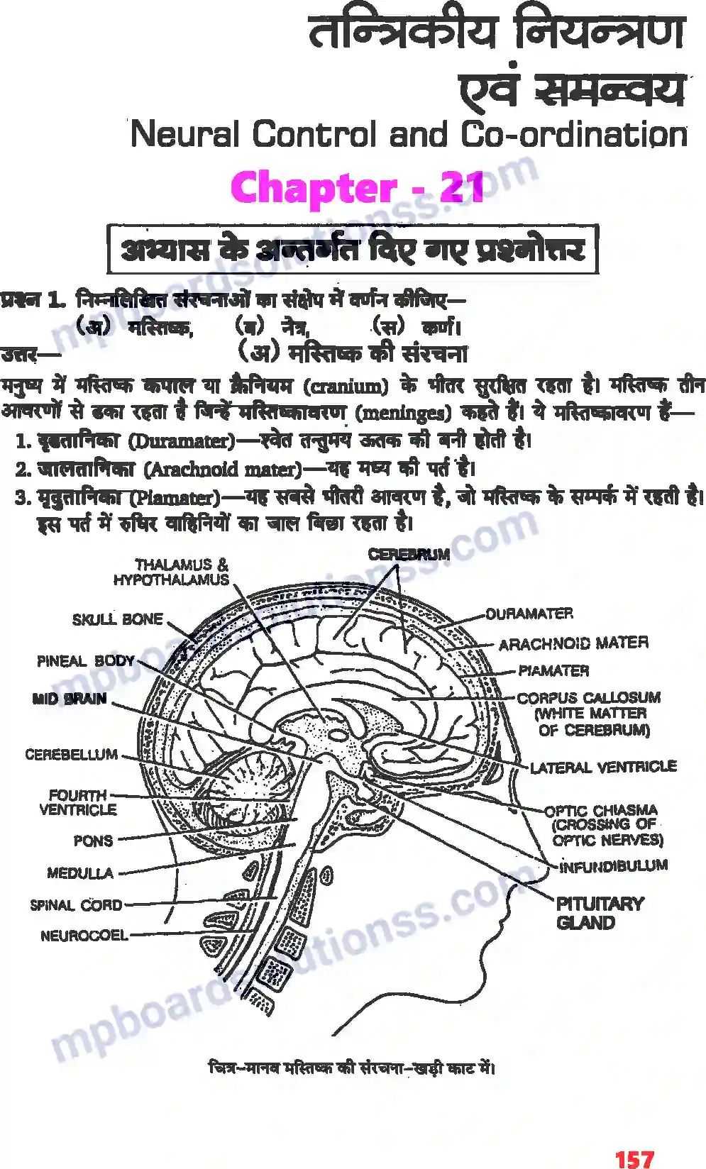 MP Board Book for Class 11 Biology तंत्रिकीय नियंत्रण एवं समन्वय Image 1