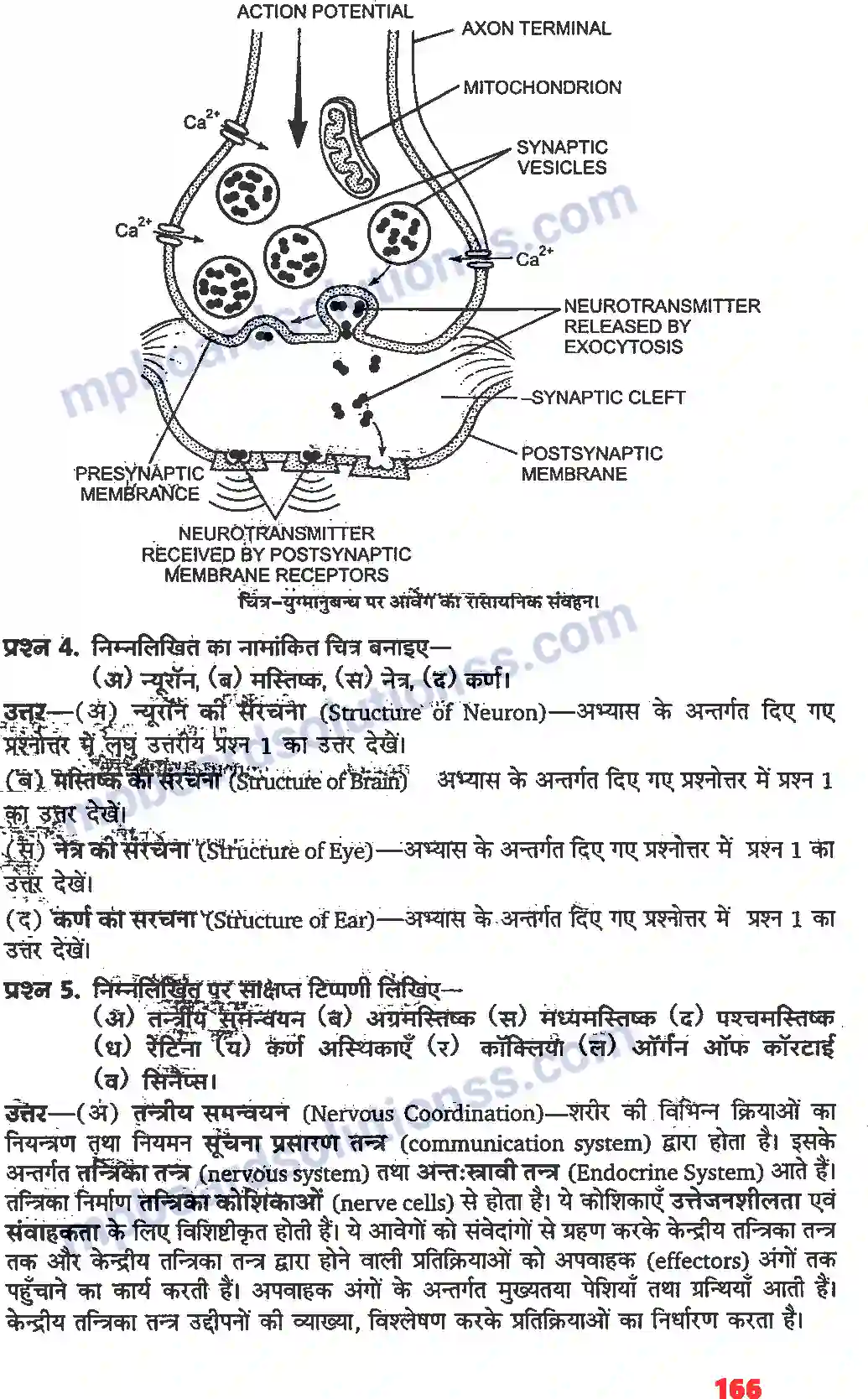 MP Board Book for Class 11 Biology तंत्रिकीय नियंत्रण एवं समन्वय Image 10