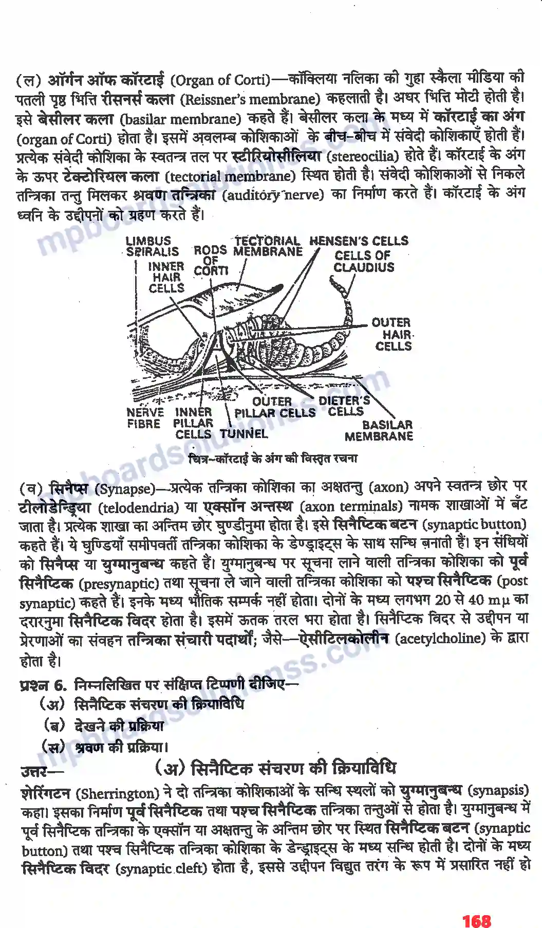 MP Board Book for Class 11 Biology तंत्रिकीय नियंत्रण एवं समन्वय Image 12