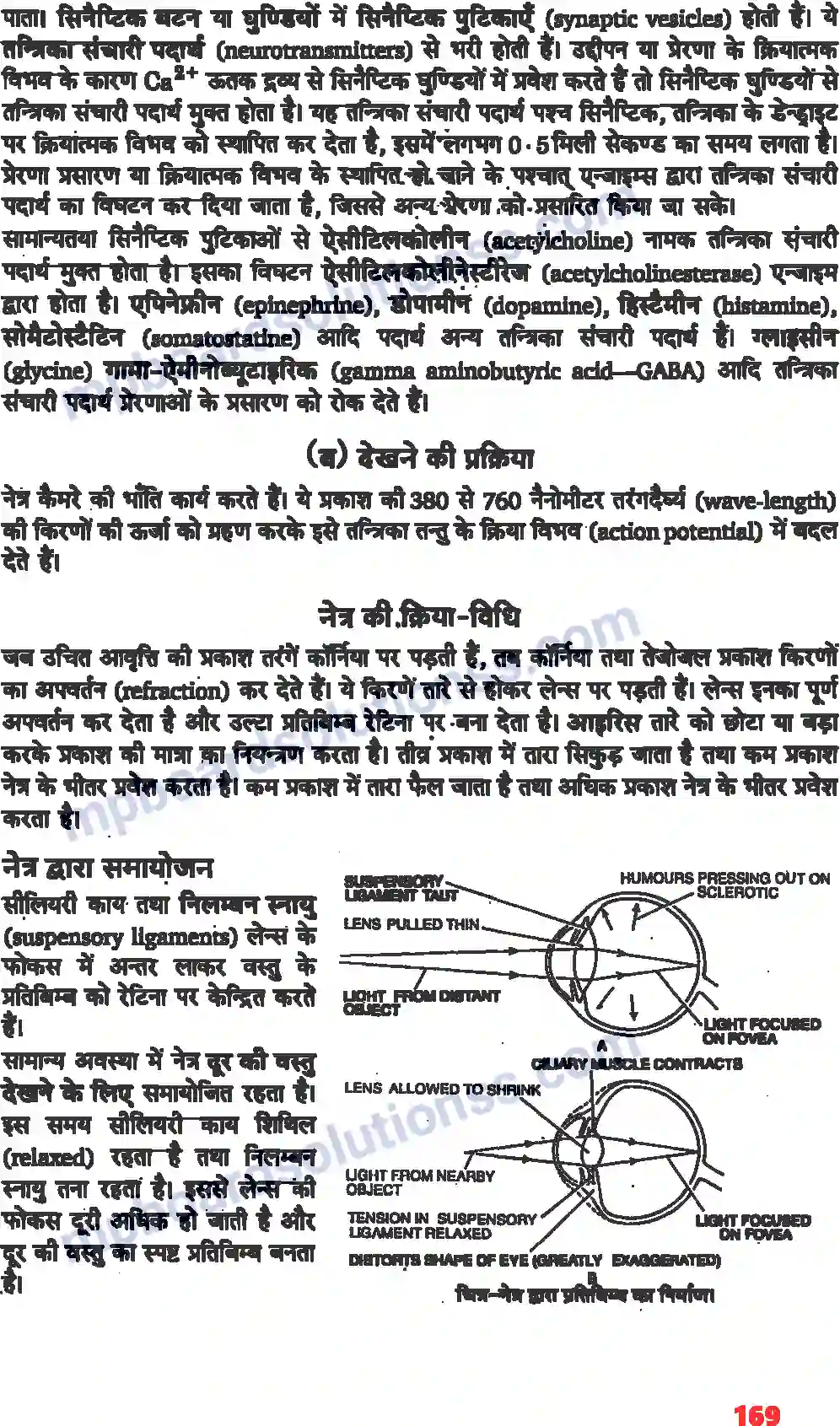 MP Board Book for Class 11 Biology तंत्रिकीय नियंत्रण एवं समन्वय Image 13