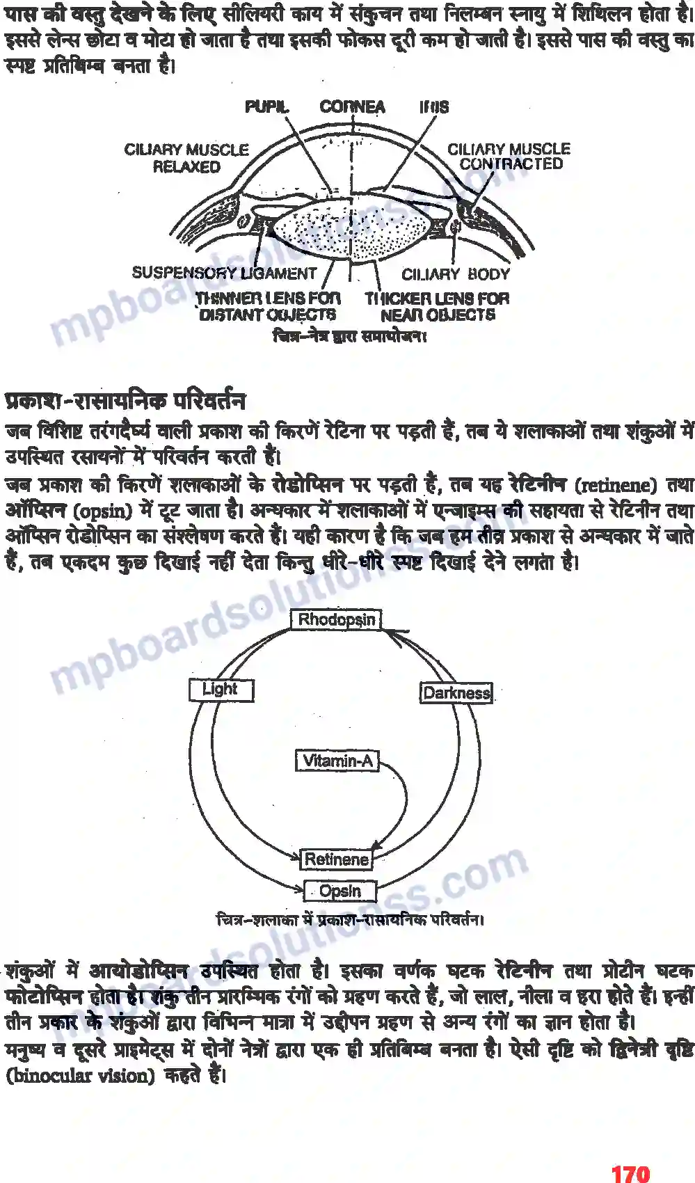 MP Board Book for Class 11 Biology तंत्रिकीय नियंत्रण एवं समन्वय Image 14