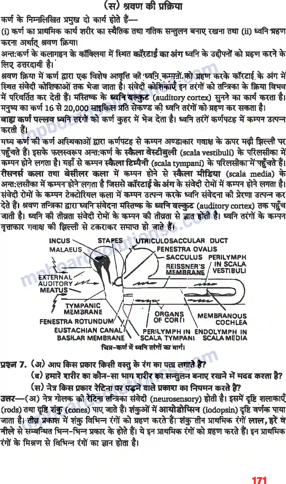 MP Board Book for Class 11 Biology तंत्रिकीय नियंत्रण एवं समन्वय Image 15
