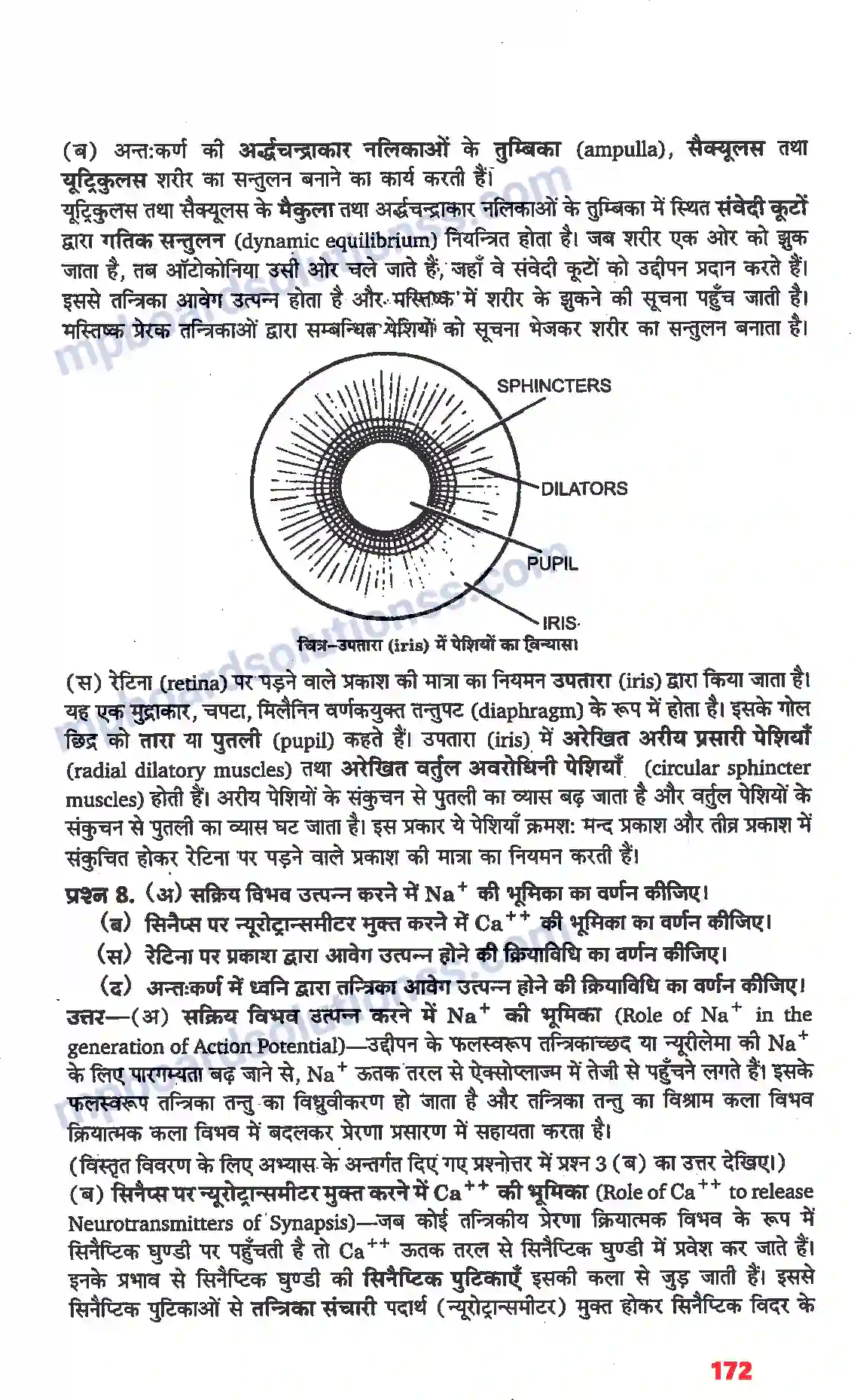 MP Board Book for Class 11 Biology तंत्रिकीय नियंत्रण एवं समन्वय Image 16