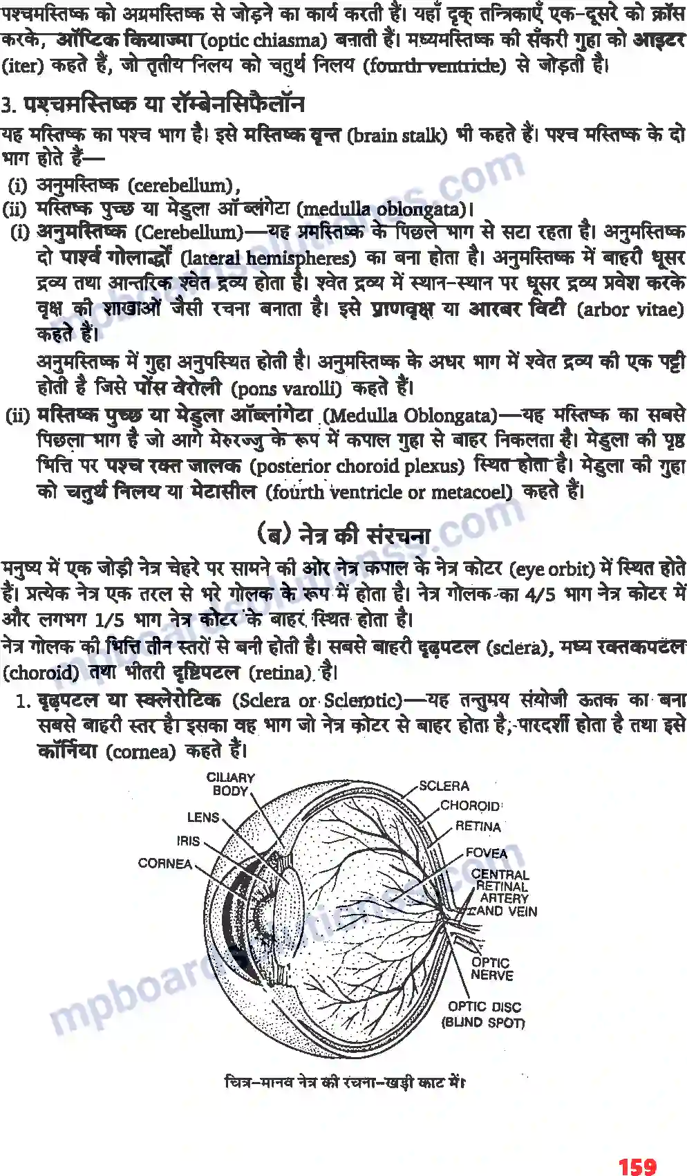 MP Board Book for Class 11 Biology तंत्रिकीय नियंत्रण एवं समन्वय Image 3