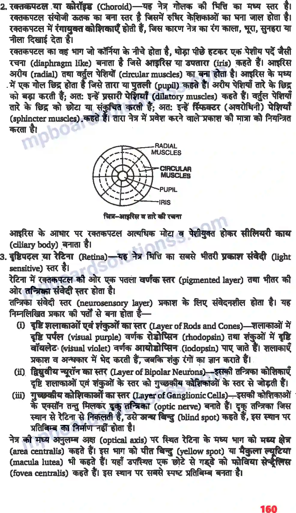 MP Board Book for Class 11 Biology तंत्रिकीय नियंत्रण एवं समन्वय Image 4