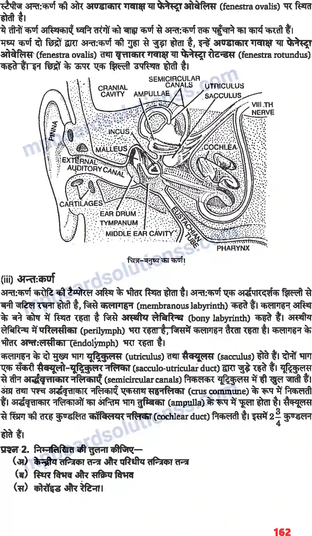 MP Board Book for Class 11 Biology तंत्रिकीय नियंत्रण एवं समन्वय Image 6
