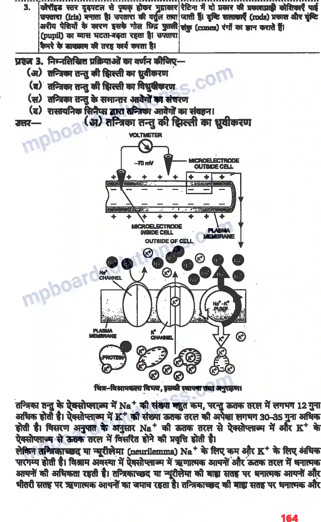 MP Board Book for Class 11 Biology तंत्रिकीय नियंत्रण एवं समन्वय Image 8