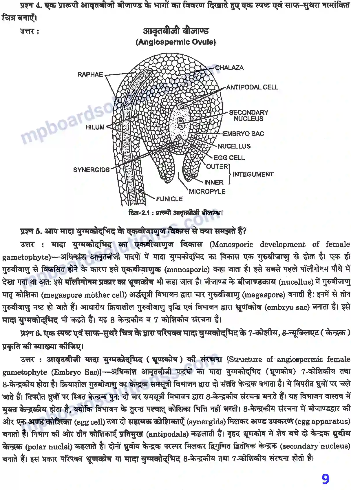 MP Board Book for Class 12 Biology पुष्पी पादपों में लैंगिक जनन Image 2