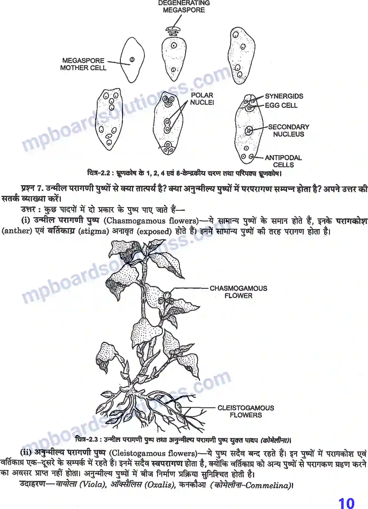 MP Board Book for Class 12 Biology पुष्पी पादपों में लैंगिक जनन Image 3