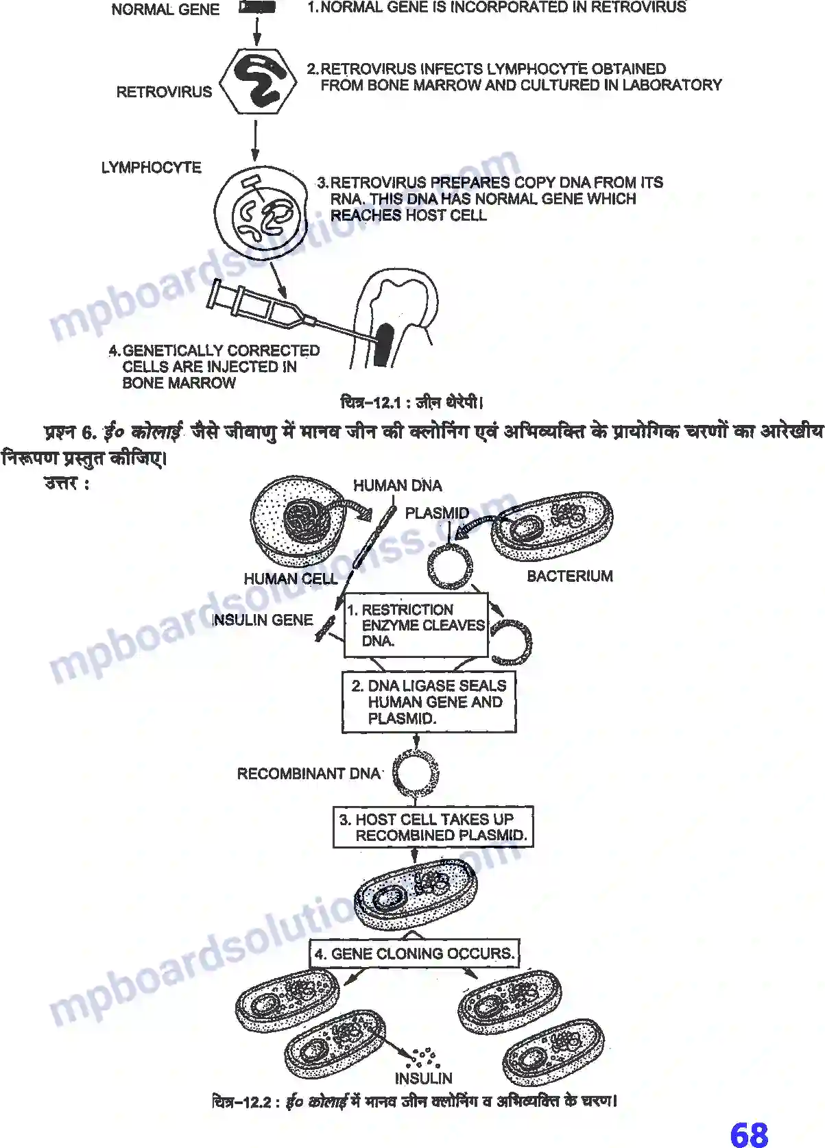 MP Board Book for Class 12 Biology जैव प्रौद्योगिकी एवं उसके उपयोग Image 3