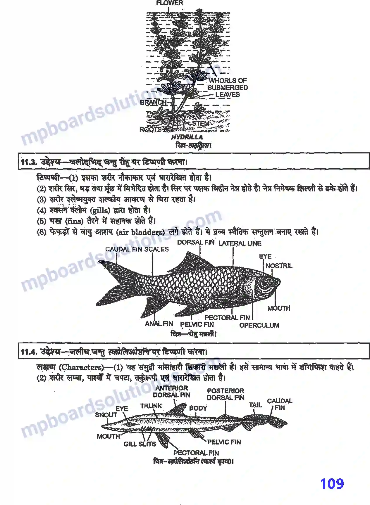 MP Board Book for Class 12 Biology प्रयोगात्मक एवं प्रोजेक्ट कार्य Image 16