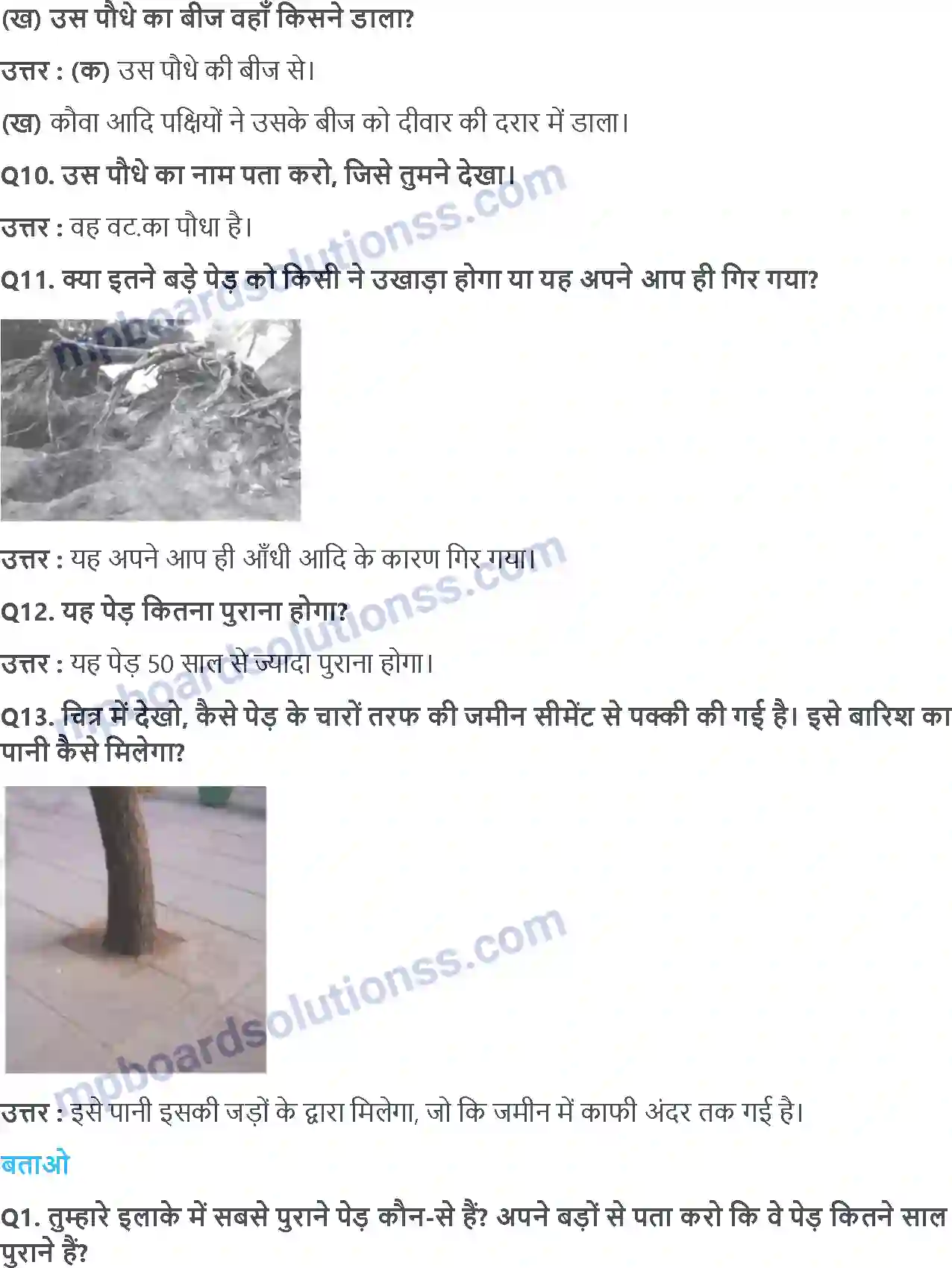 MP Board Book for Class 4 EVS ज़ड़ों क़ा ज़ाल Image 4