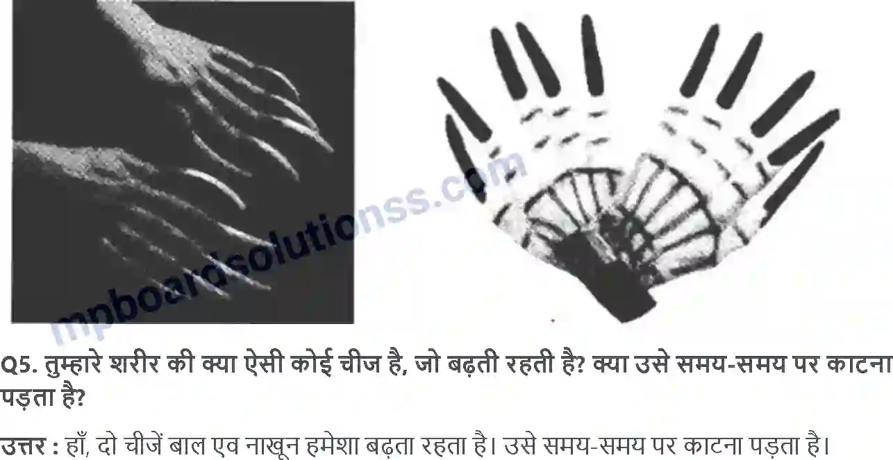 MP Board Book for Class 4 EVS ज़ड़ों क़ा ज़ाल Image 7