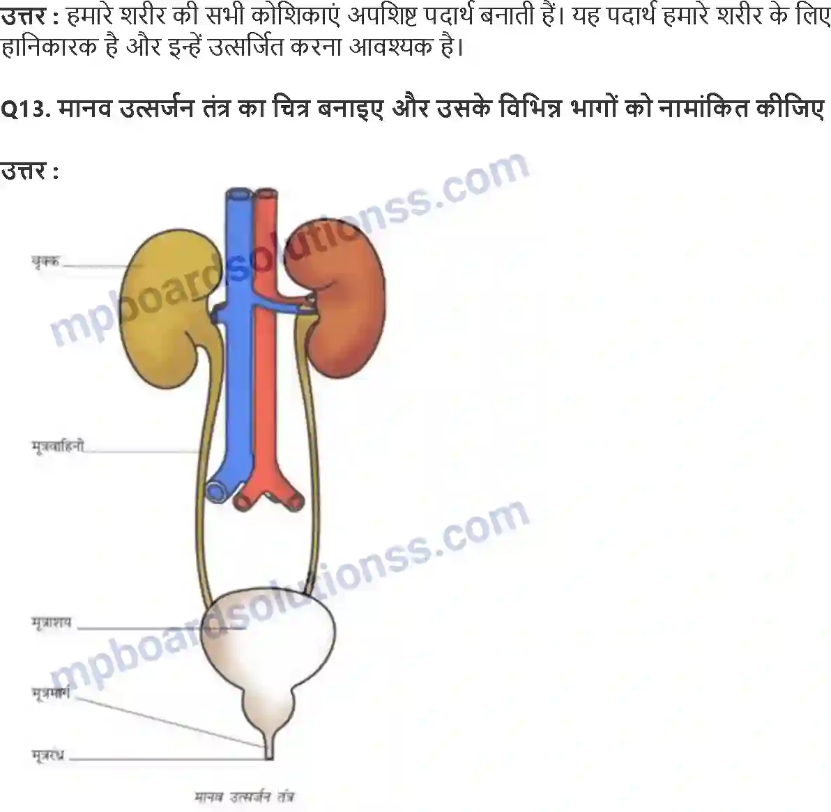 MP Board Book for Class 7 Science जंतुओं और पादप में परिवहन Image 5